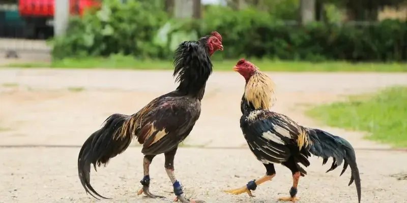 Đa dạng hình thức thi đấu mang lại lợi nhuận cao